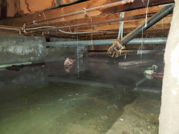 Best Water damage contractors near me  in Orwell, OH